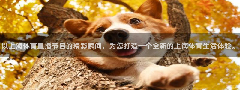 以上海体育直播节目的精彩瞬间，为您打造一个全新的上海体育生活体验。