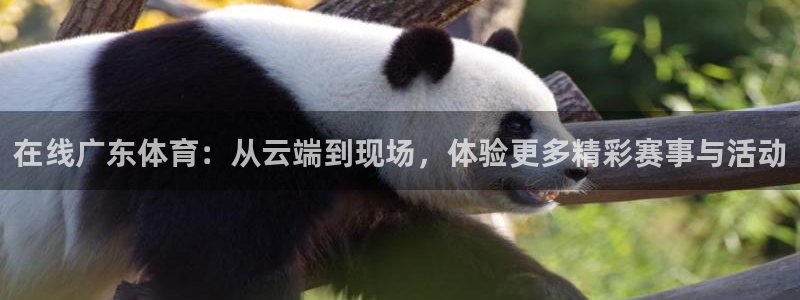 在线广东体育：从云端到现场，体验更多精彩赛事与活动
