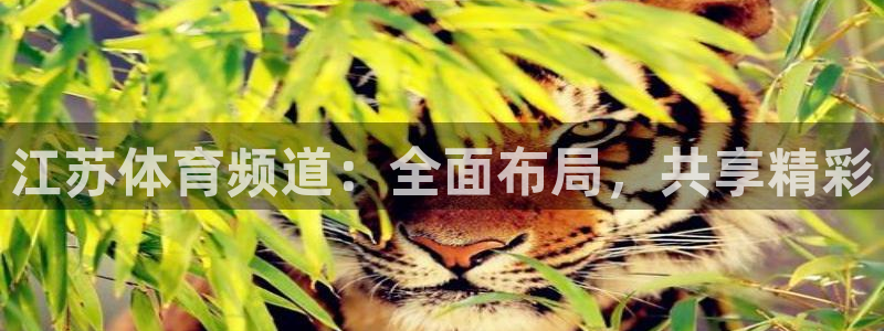 江苏体育频道：全面布局，共享精彩