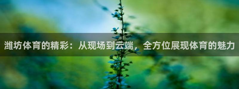 潍坊体育的精彩：从现场到云端，全方位展现体育的魅力
